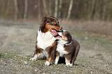 BERGER AUSTRALIEN - ADULT & PUPPY 036